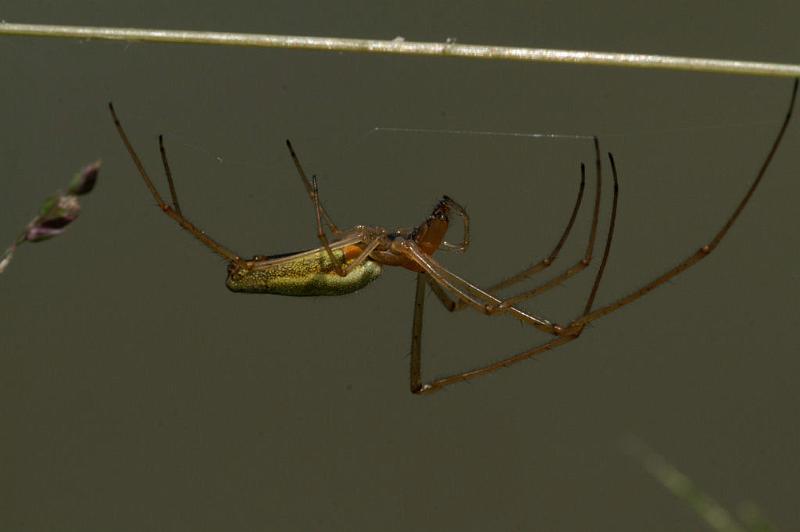 Tetragnatha_extensa_D5085_Z_89_Canal du Nivernais_Frankrijk.jpg